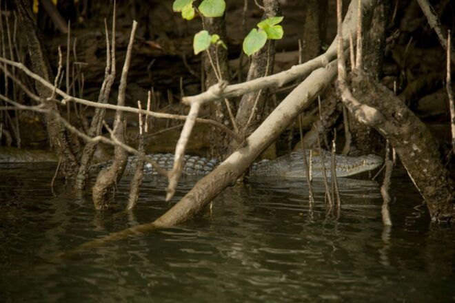 Queensland: Daintree & Cape Tribulation 4WD Tour With Pickup - Important Information for Participants