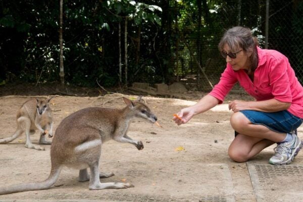 Queensland: Daintree & Cape Tribulation 4WD Tour With Pickup - Common Questions