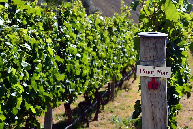 Queenstown Afternoon Wine Tour - Peregrine | Kinross | Amisfield - FAQ