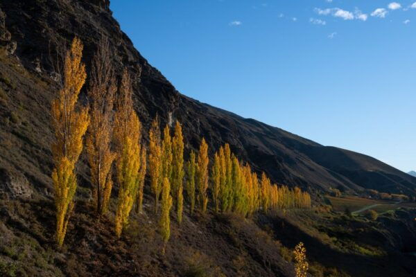 Queenstown Beer Tours - The Sum Up