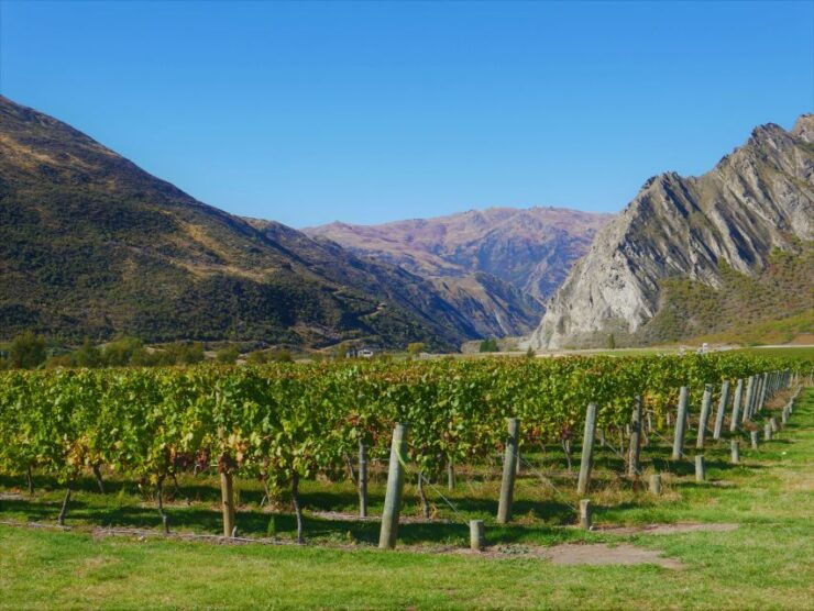 Queenstown: Classic Wine Tour - Activity Details and Options