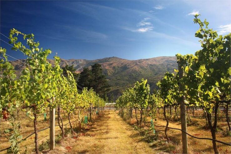 Queenstown & Gibbston Valley Wine Hopper Bus - Booking and Logistics