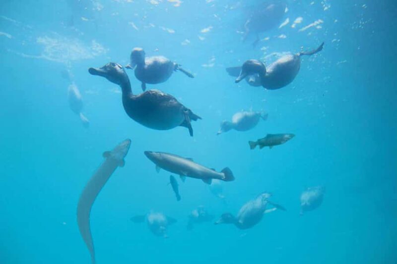 Queenstown: Hidden Underwater Theatre Experience - What Do Travelers Say?