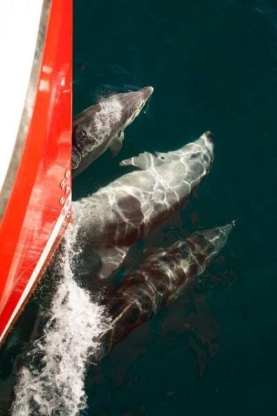 Queenstown: Milford Sound Scenic Flight and Nature Cruise - Nature Cruise
