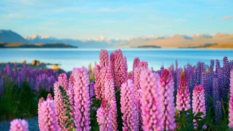 Queenstown: Private Day Trip to Lake Tekapo, Pukaki & More - Practical Considerations
