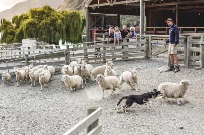 Queenstown: Queenstown Lake Cruise and Walter Peak Farm Tour - Authentic Experiences from Real Travelers  