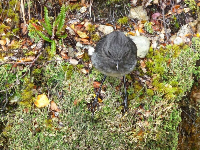 Queenstown: Routeburn Track Guided Full-Day Walk or Half Day - The Sum Up: Who Will Love This Tour?