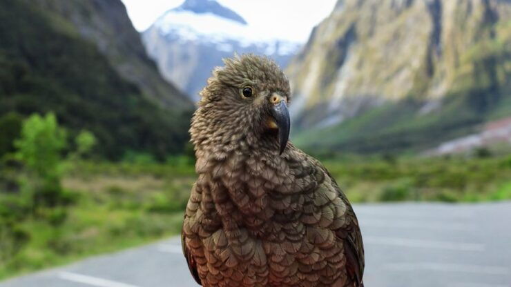 Queenstown: Small-Group Tour to Milford Sound With Cruise - Activity Details