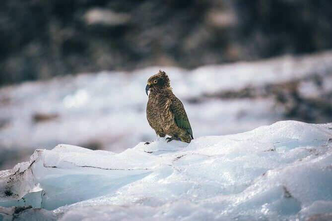 Queenstown to Christchurch via Franz Josef 2-Day Small-Group Tour - FAQ