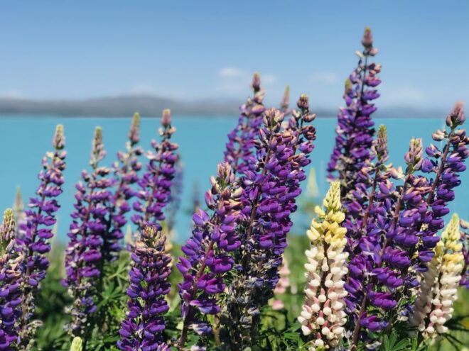 Queenstown to Mt Cook (1 Way) Tour - Similar Day Trips