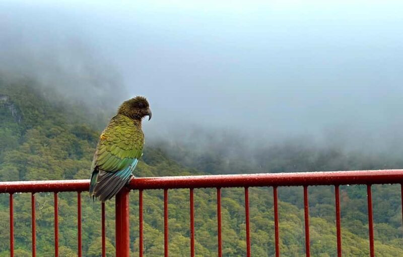 Queenstown to Te Anau via Milford Sound inc Cruise & Lunch - Value for Money: Is It Worth the Cost?