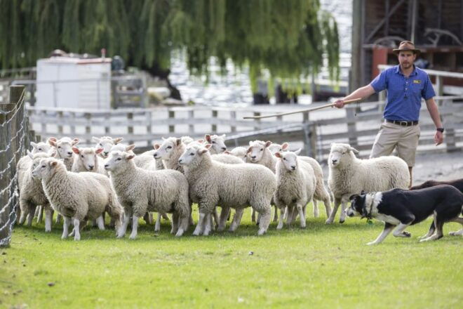 Queenstown: TSS Earnslaw Cruise and Walter Peak Farm Tour - Customer Reviews