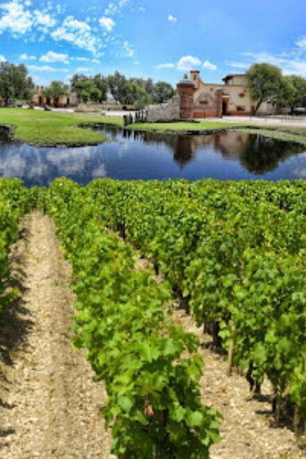 Queretaro: Art, Cheese and Wine to the Maximum Route - Vineyard Experiences