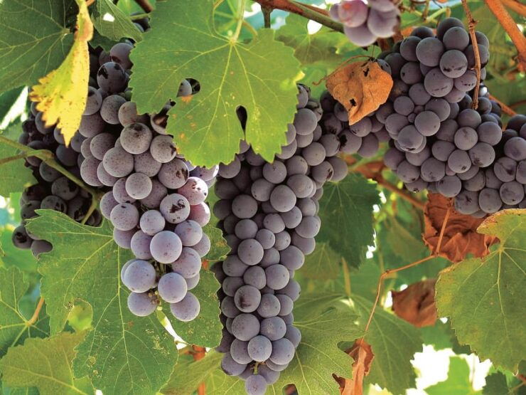 Querétaro: Cheese and Wine Tasting Tour - Activity Highlights