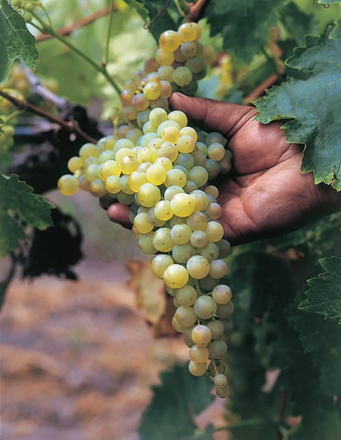 Querétaro: Cheese and Wine Tasting Tour - Duration and Pricing
