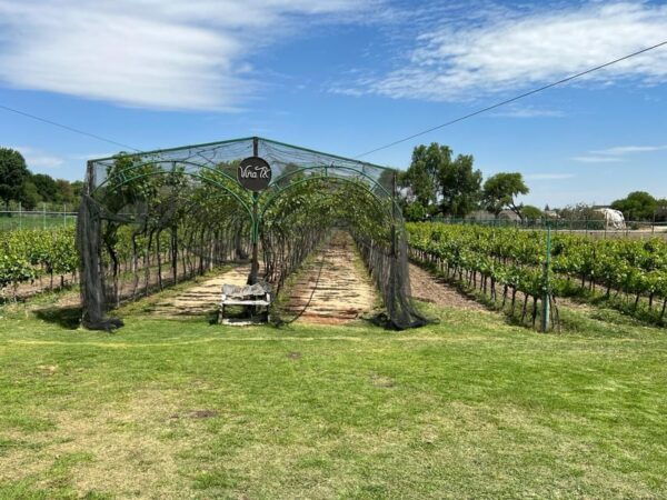 Querétaro: Cheese & Wine Tour In A Day - Frequently Asked Questions