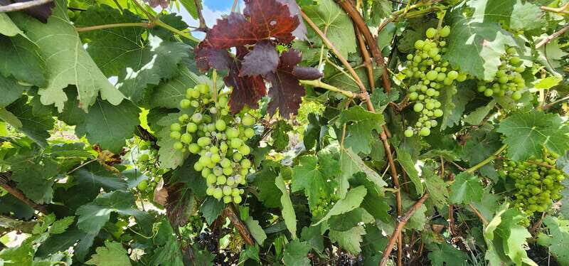 Querétaro: Independence Valley - Guanajuato Wine Tour - Good To Know