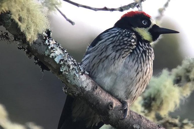 Quetzal Birdwatching Experience at San Gerardo De Dota Private Tour. - Inclusions