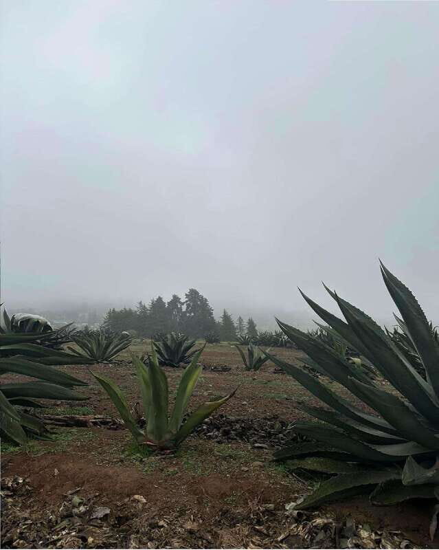 Quetzalapan + Chignahuapan: visit the sphere factory and its surroundings - The Historic Hacienda and Maguey Tradition