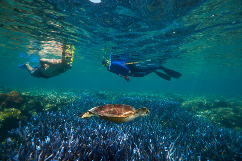 Quicksilver Outer Barrier Reef Full Day Cruise from Port Douglas - Snorkeling and coral viewing