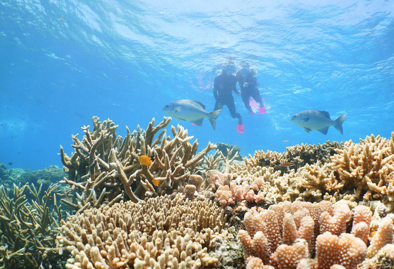 Quicksilver Outer Barrier Reef Full Day Cruise from Port Douglas - Lunch, tea and the onboard rhythm