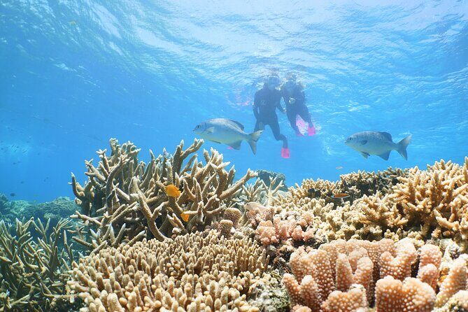 Quicksilver Outer Great Barrier Reef Snorkel Cruise from Palm Cove - The Itinerary in Detail