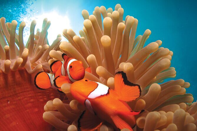 Quicksilver Outer Great Barrier Reef Snorkel Cruise from Palm Cove - FAQ