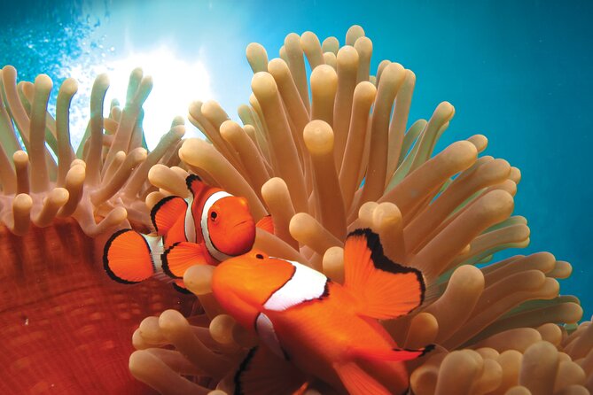 Quicksilver Outer Great Barrier Reef Snorkel Cruise From Port Douglas - Booking and Logistics