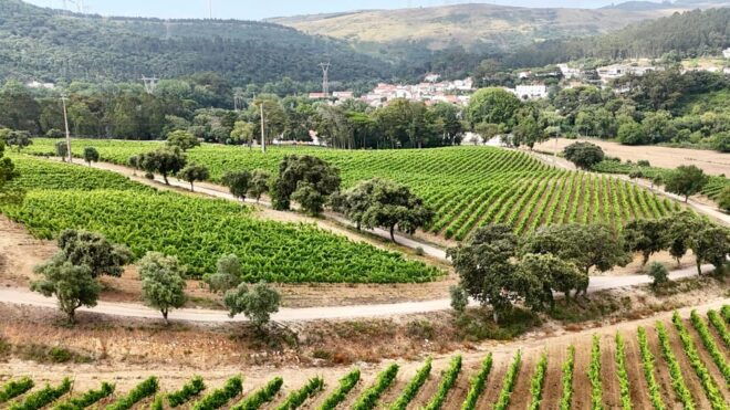 Quinta Das Murgas: Wine Tasting Tour - Culinary Pairings