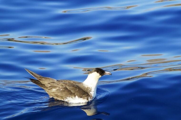 Quinta do Lorde: Ponta de São Lourenço Water Taxi - Practical Considerations and Tips