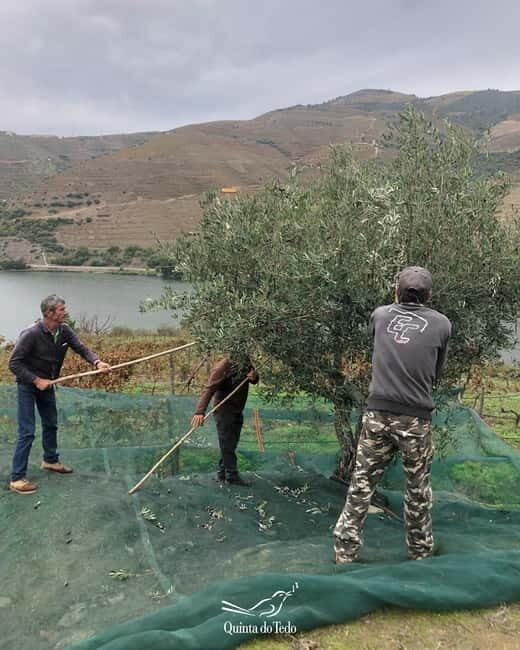 Quinta do Tedo: Olive Oil Tasting - The Itinerary in Detail