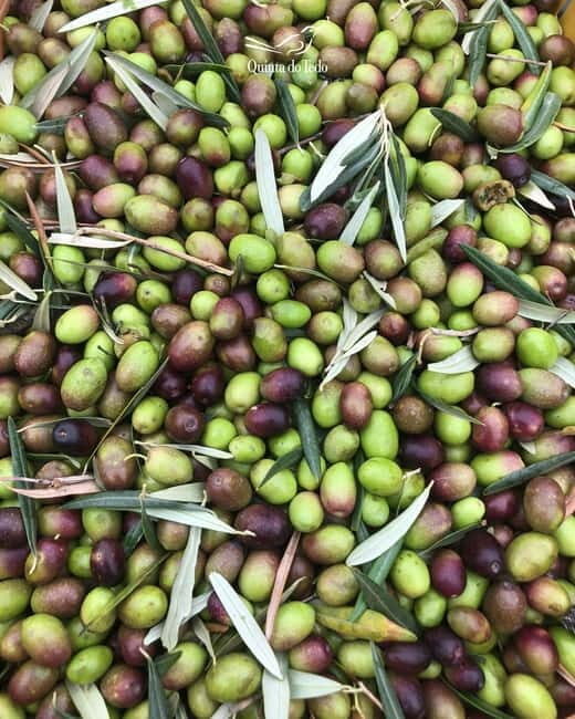 Quinta do Tedo: Olive Oil Tasting - FAQ