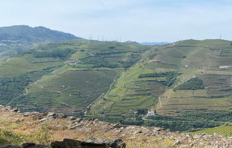 Quinta Do Vallado: Walking With Full Lunch and Wine Tasting - Experience Description