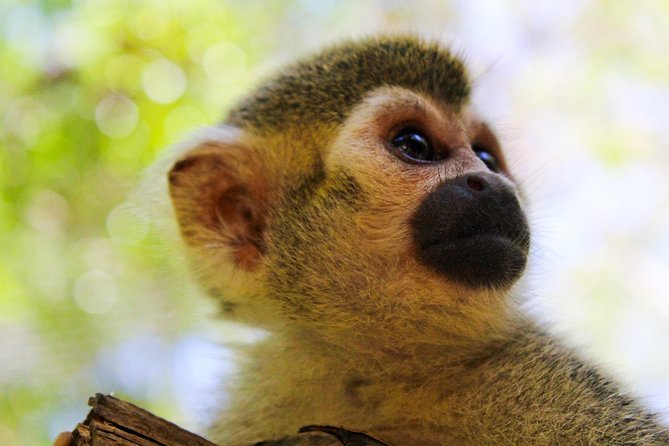 Quintana Roo Akumal Monkey Sanctuary Admission  - Playa Del Carmen - Overview and Admission Details