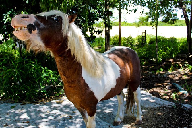 Quintana Roo Akumal Monkey Sanctuary Admission  - Playa Del Carmen - Cancellation Policy and Traveler Reviews