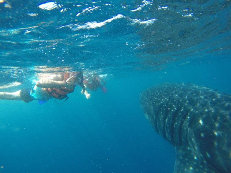 Quintana Roo: Whale Shark Swim, Private Boat Trip, and Lunch - Activity Details