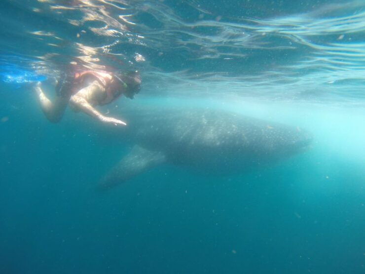 Quintana Roo: Whale Shark Swim, Private Boat Trip, and Lunch - Booking Information