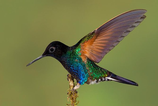 Quito Private Hummingbird Watching Tour (Feb ) - Detailed Tour Overview and Highlights