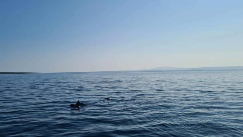 Rab: Zavratnica, Goli Otok and Sveti Grgur Boat Tour - Who Should Consider This Tour?