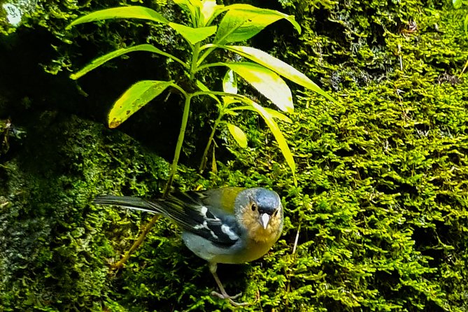 Rabaçal 25 Fontes Levada Walk in Small Groups - Focus on the Stunning Landscapes of Laurissilva Forest