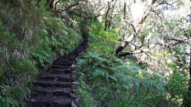 Rabaçal: 25 Fontes & Risco Levada Hiking Transfer - An Overview of the Experience