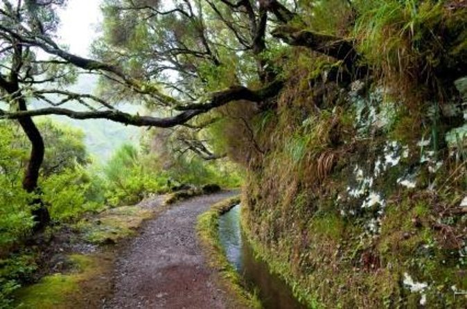 Rabacal Small-Group Half-Day Levada Walk - Madeira - Activity Details and Start Time