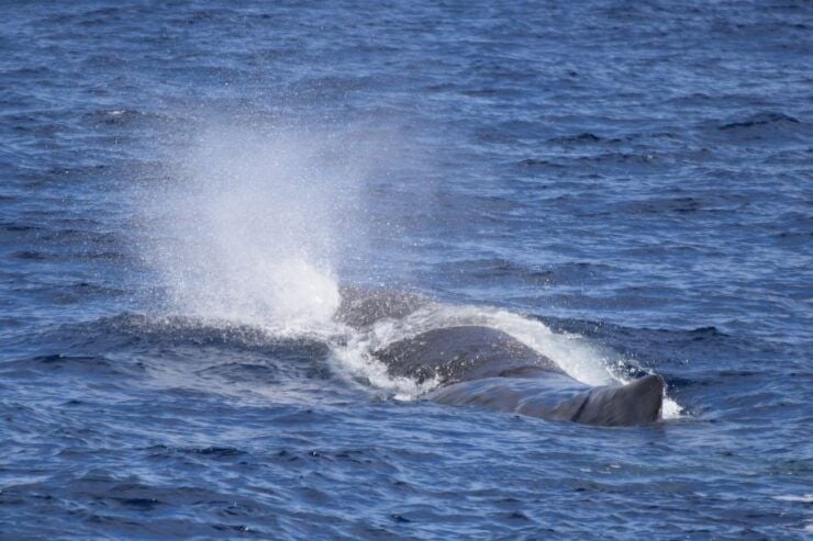 Rabo De Peixe: Sperm Whale Sanctuary Expedition - Activity Details