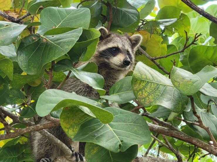 Raccoon Island: Exploration on SUP/Kayak - Good To Know