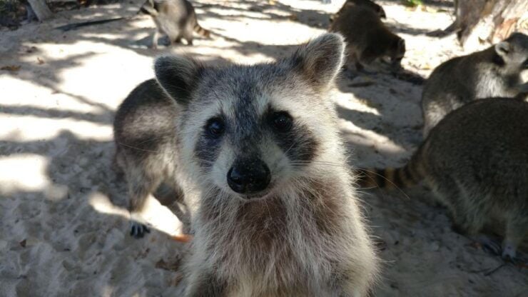 Raccoon Island: Exploration on SUP/Kayak - Activity Details