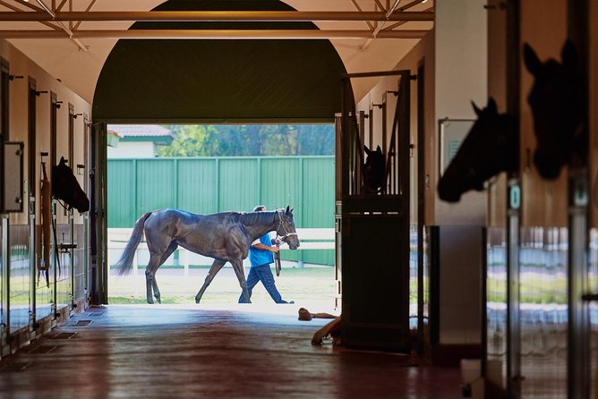 Racehorse Stable Tour With Breakfast at Meydan Racecourse - Morning Exercises and Equine Swimming Pools