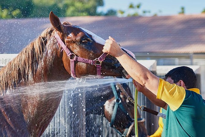 Racehorse Stable Tour With Breakfast at Meydan Racecourse - Cancellation Policy