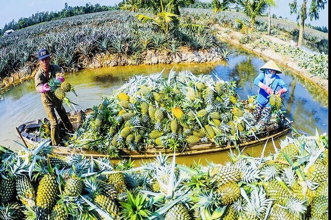 Rach Gia City: U Minh Thuong Forest and Pineapple Village Tour - An In-Depth Look at the U Minh Thuong & Pineapple Village Tour