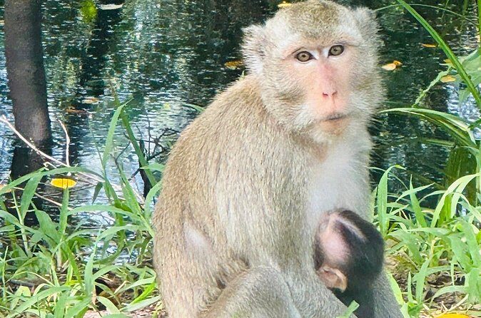 Rach Gia City: U Minh Thuong Forest and Pineapple Village Tour - FAQs