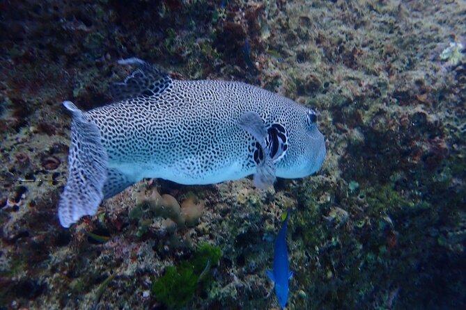 Racha and Coral With Speed Boat Scuba Diving With Photo/Video - Common Questions